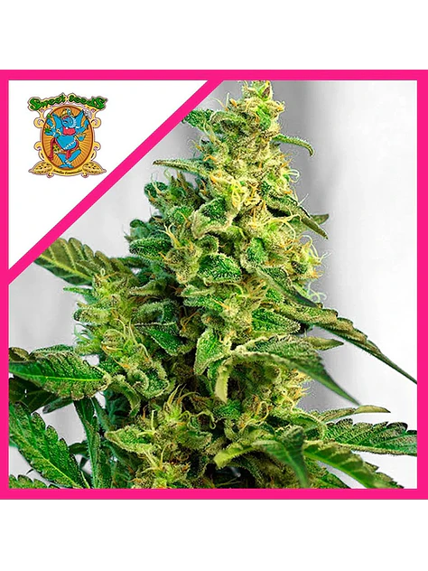 Green Poison F1 Fem® -Sweet Seeds (X25/X3+1) 1