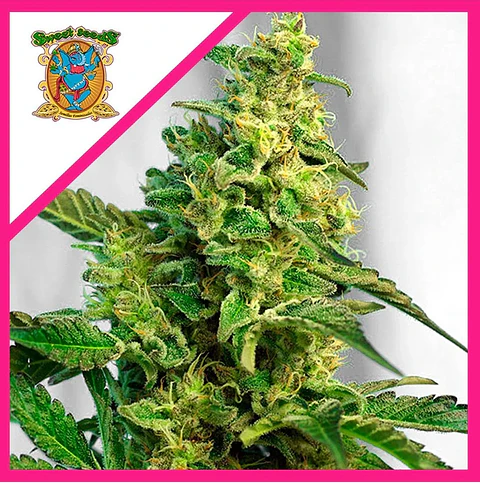 Green Poison F1 Fem® -Sweet Seeds (X25/X3+1)