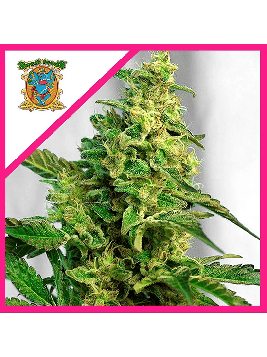 GREEN POISON F1  FEM® X25-SWEET SEEDS 1