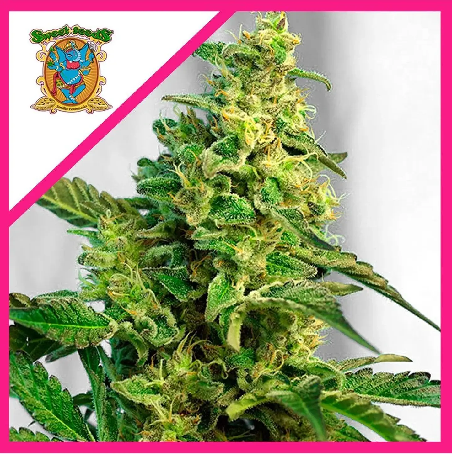 Green Poison F1 Fem® -Sweet Seeds (X25/X3+1) 1