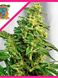Green Poison F1  Fem® X25-Sweet Seeds - Miniatura 1