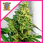 Green Poison F1 Fem® -Sweet Seeds (X25/X3+1) - Miniatura 1