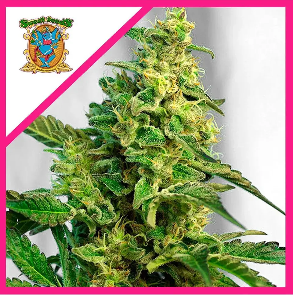 Green Poison F1 Fem® -Sweet Seeds (X25/X3+1) 1