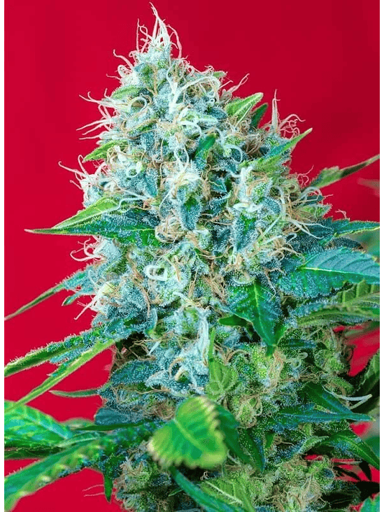 GREEN POISON  FEM® X3+1-SWEET SEEDS 3