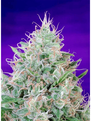 GREEN POISON  FEM® X3+1-SWEET SEEDS 4