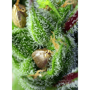 Green Poison Fem® X25-Sweet Seeds