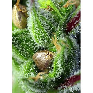 GREEN POISON FEM® X25-SWEET SEEDS