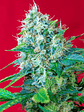 GREEN POISON FEM® X25-SWEET SEEDS - Miniatura 3