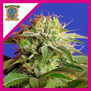 GREEN POISON FEM® X25-SWEET SEEDS