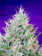 GREEN POISON FEM® X25-SWEET SEEDS - Miniatura 4