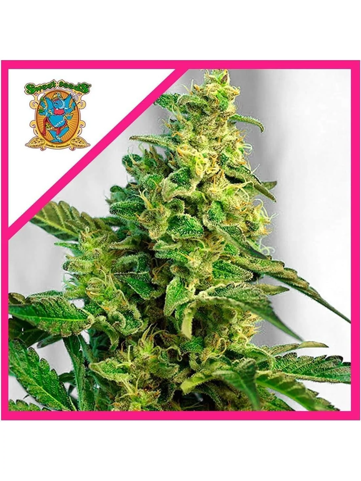 Green Poison Fem® -Sweet Seeds (X100/X25/X3+1) 1