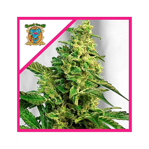 Green Poison Fem® X100-Sweet Seeds