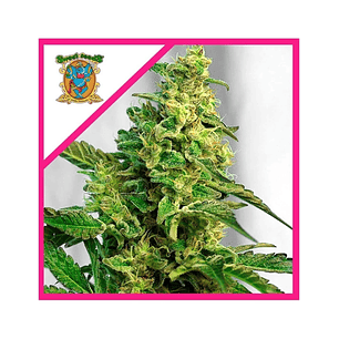 GREEN POISON FEM® X100-SWEET SEEDS