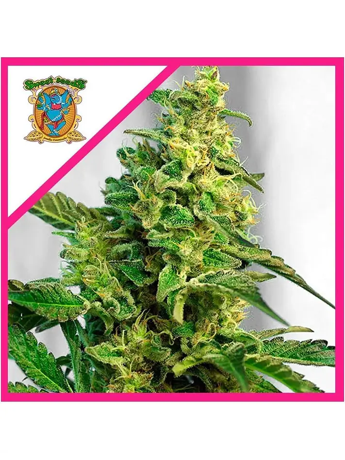 Green Poison Fem® -Sweet Seeds (X100/X25/X3+1) 1