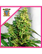 Green Poison Fem® -Sweet Seeds (X100/X25/X3+1) - Miniatura 1