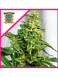 Green Poison Fem® X100-Sweet Seeds - Miniatura 1