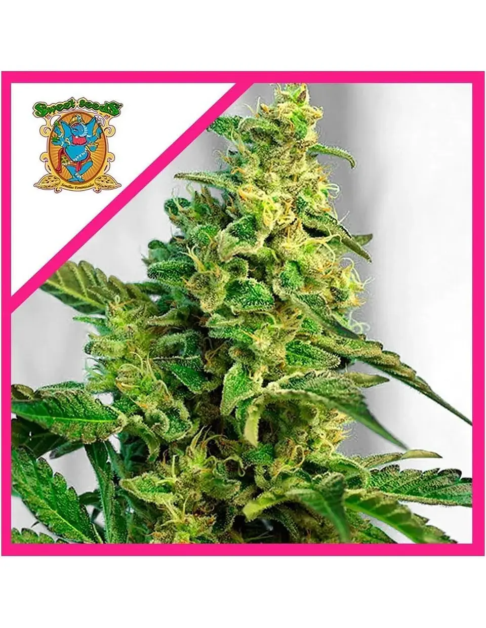 Green Poison Fem® -Sweet Seeds (X100/X25/X3+1) 1
