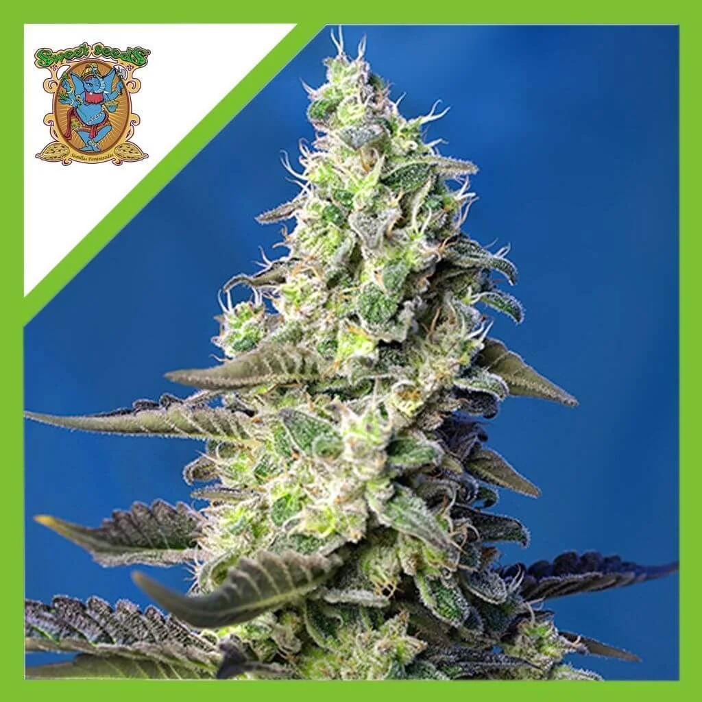 Green Poison Xl Auto® -Sweet Seeds (X100/X25/X3+1) 1