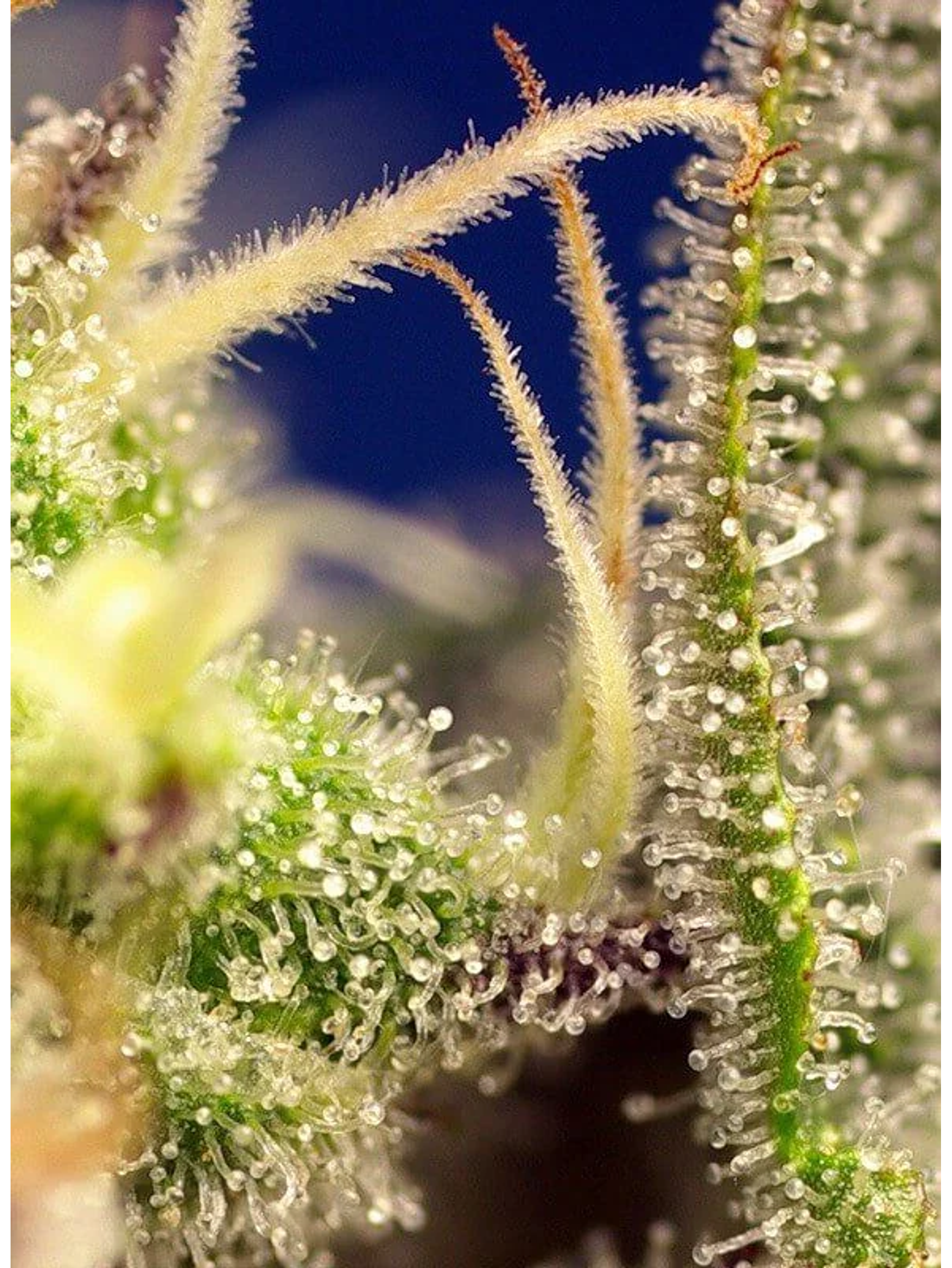 Green Poison Xl Auto® -Sweet Seeds (X100/X25/X3+1) 2