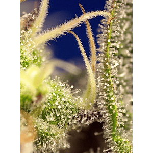 Green Poison Xl  Auto® (X3+1/ X25 / X100)-Sweet Seeds