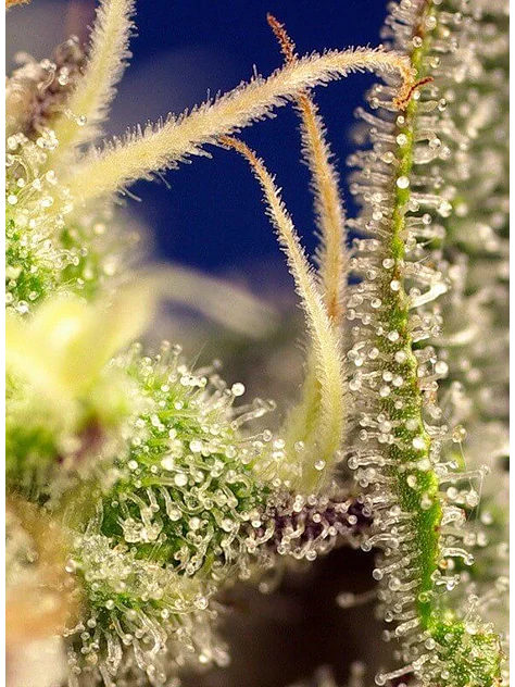 Green Poison Xl Auto® -Sweet Seeds (X100/X25/X3+1) 2