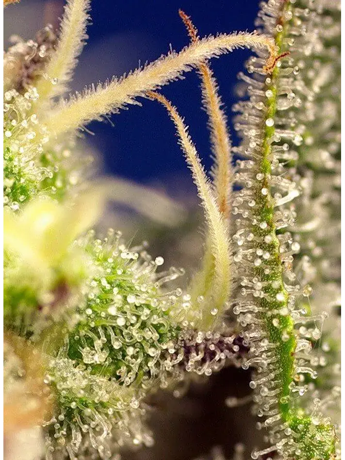 Green Poison Xl Auto® -Sweet Seeds (X100/X25/X3+1) 2