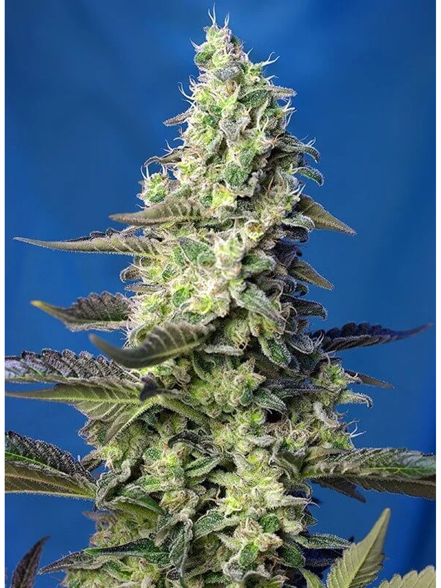 Green Poison Xl Auto® -Sweet Seeds (X100/X25/X3+1) 3