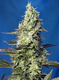 Green Poison Xl Auto® -Sweet Seeds (X100/X25/X3+1) - Miniatura 3