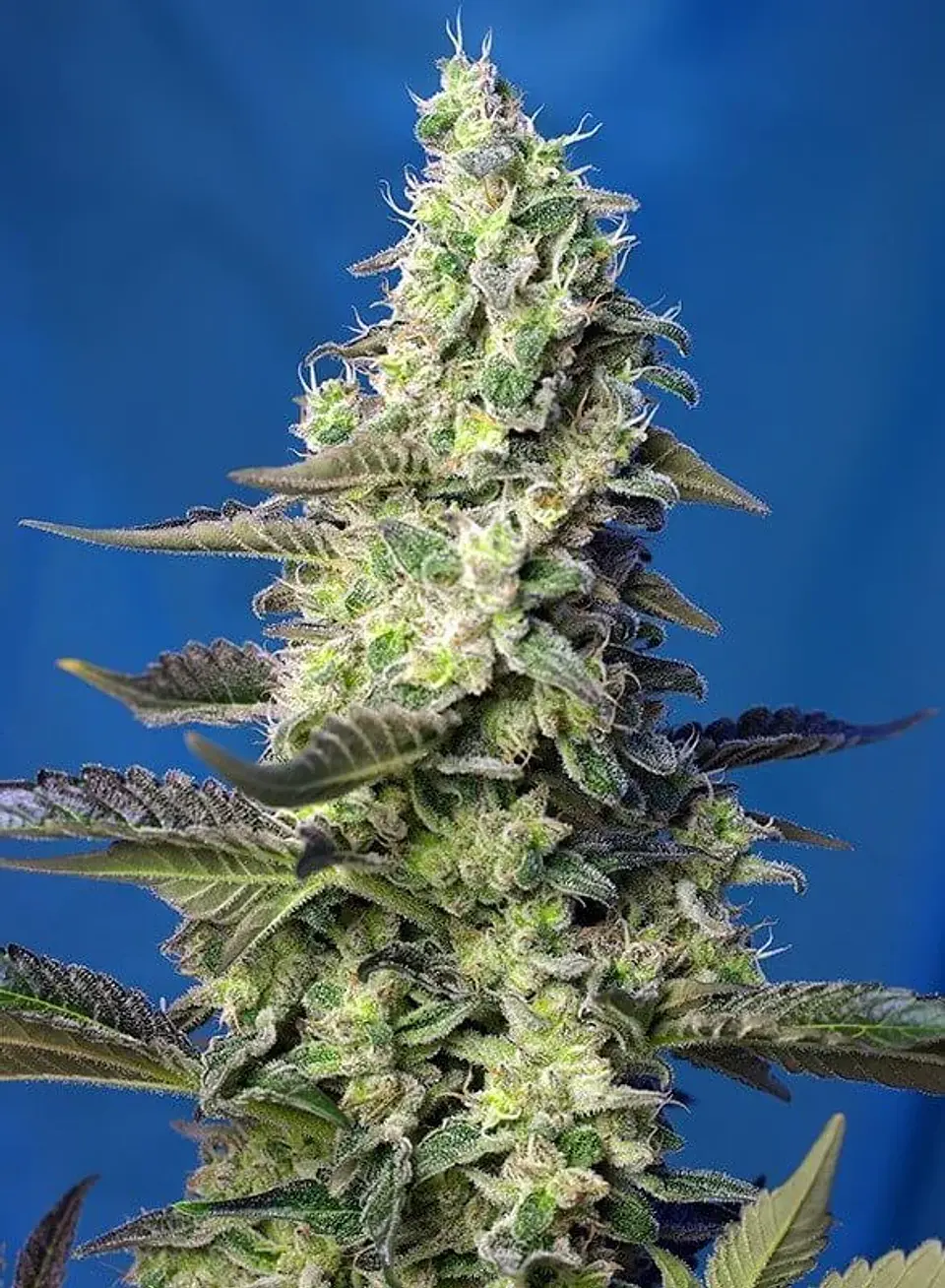 Green Poison Xl Auto® -Sweet Seeds (X100/X25/X3+1) 3