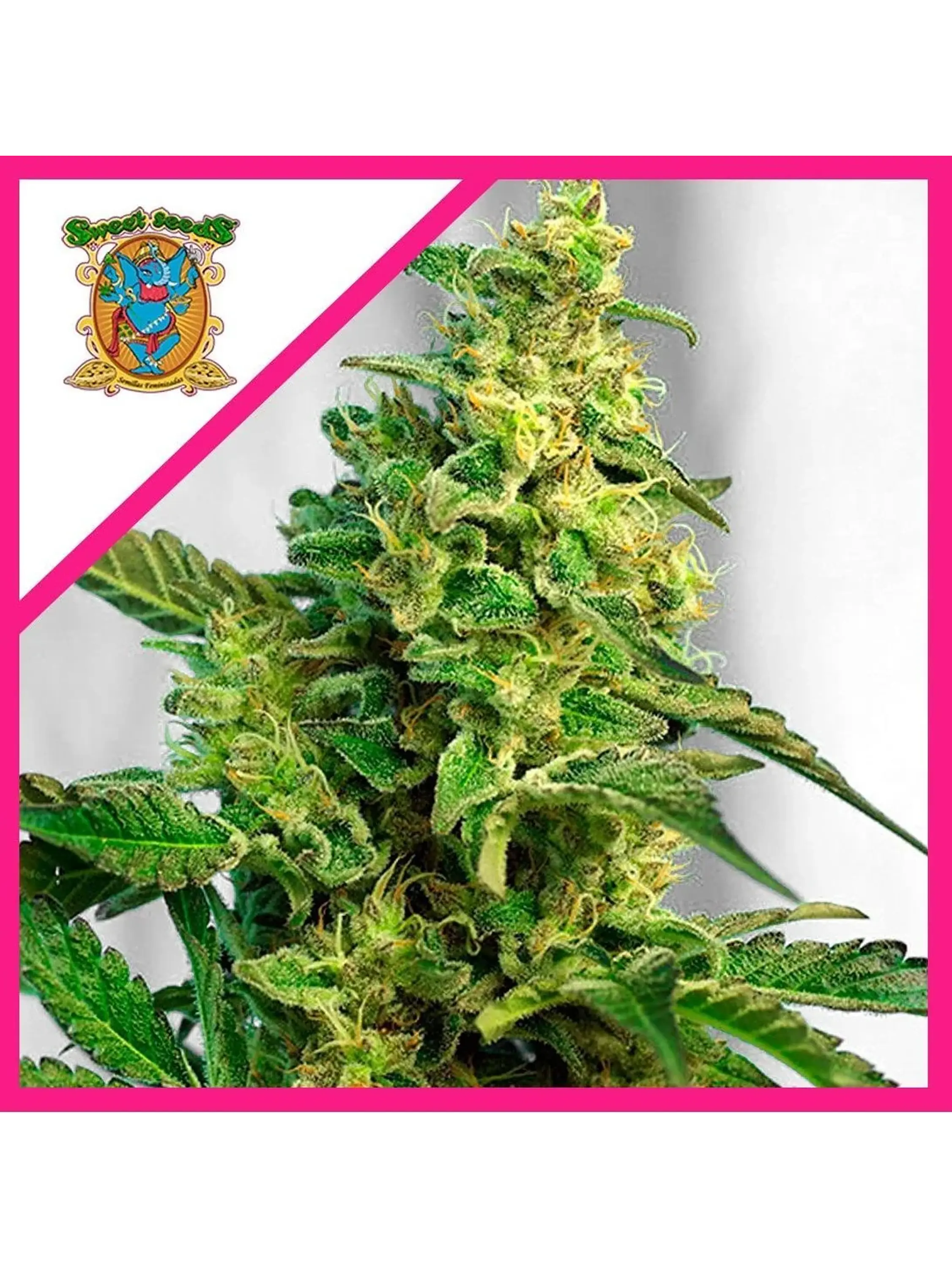 Green Poison F1® X100-Sweet Seeds 1