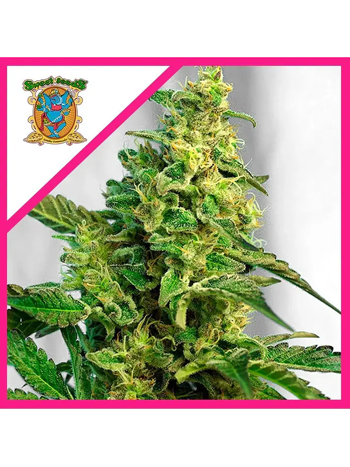 Green Poison F1® X100-Sweet Seeds 1