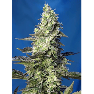 GREEN POISON XL AUTO ® X25-SWEET SEEDS