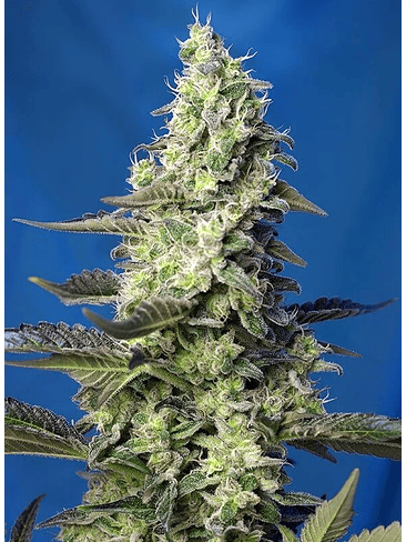 GREEN POISON XL AUTO ® X25-SWEET SEEDS 2
