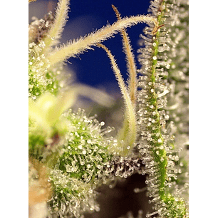 GREEN POISON XL AUTO® X100-SWEET SEEDS