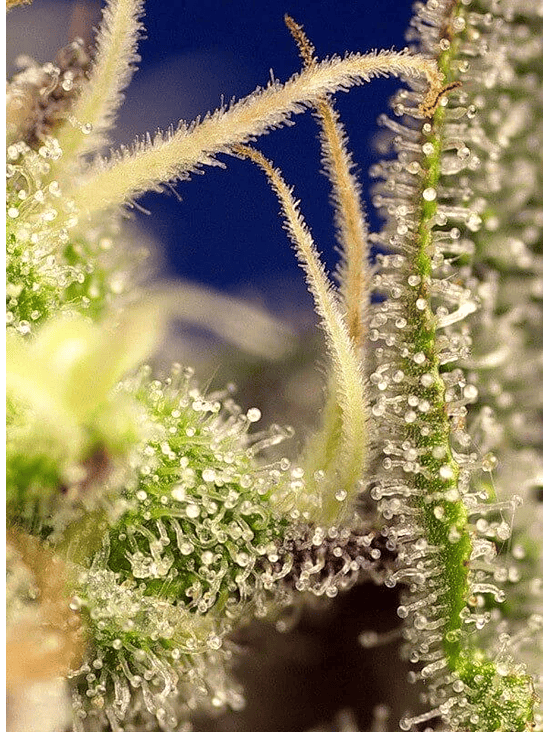 GREEN POISON XL AUTO® X100-SWEET SEEDS 2