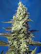 GREEN POISON XL AUTO® X100-SWEET SEEDS - Miniatura 3