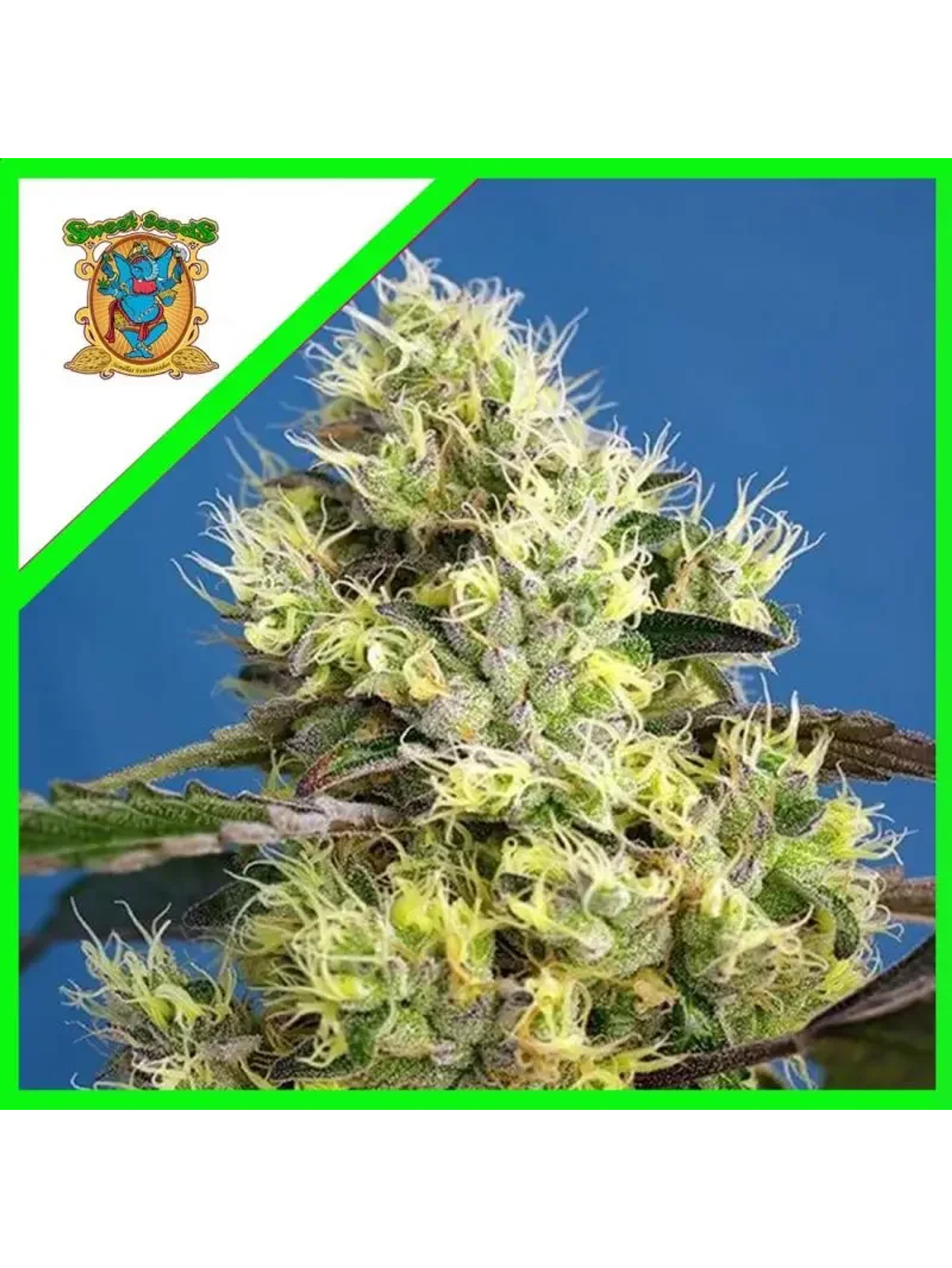 Sweet Gelato Auto -Sweet Seeds (X25/X3+1) 1