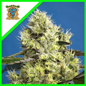 Sweet Gelato Auto X25-Sweet Seeds