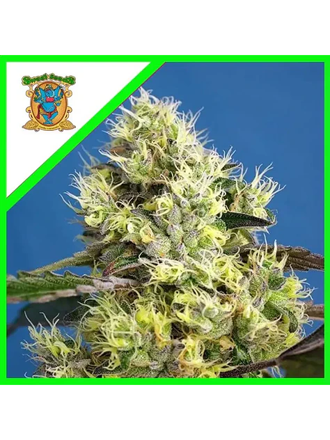 Sweet Gelato Auto -Sweet Seeds (X25/X3+1) 1