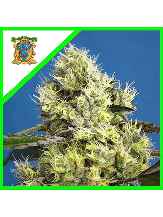SWEET GELATO AUTO X25-SWEET SEEDS 1