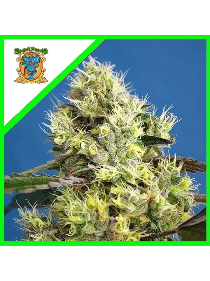 Sweet Gelato Auto -Sweet Seeds (X25/X3+1) 1
