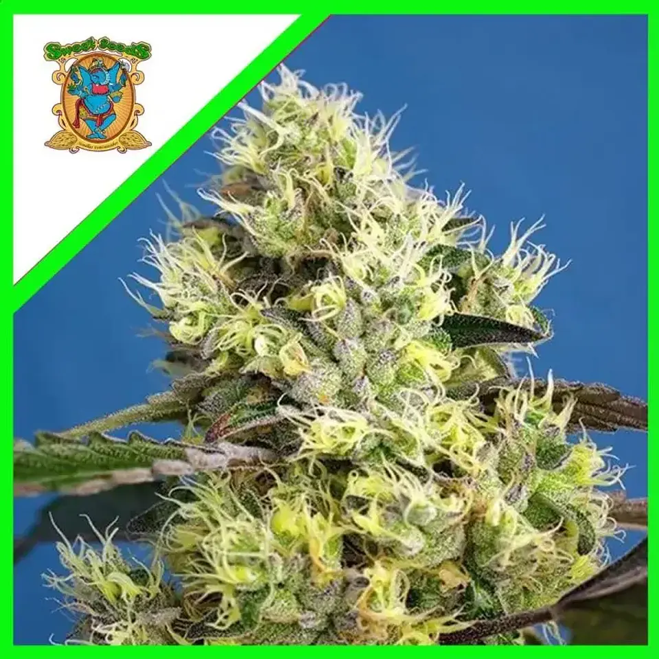 Sweet Gelato Auto -Sweet Seeds (X25/X3+1) 1