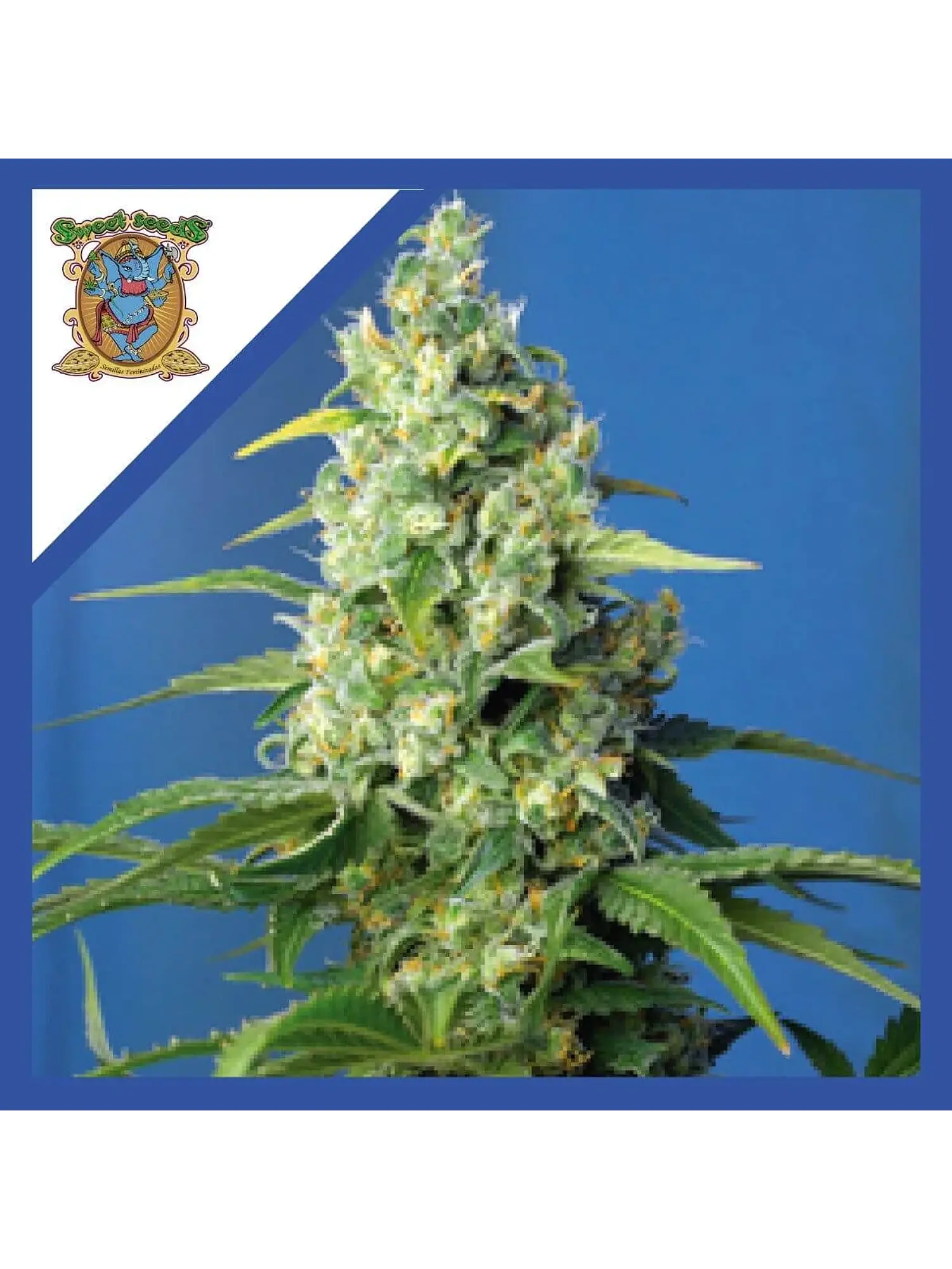 Honey Pech Cbd Auto® X3+1-Sweet Seeds 1