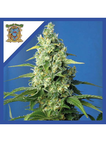 HONEY PECH CBD AUTO® X3+1-SWEET SEEDS 1