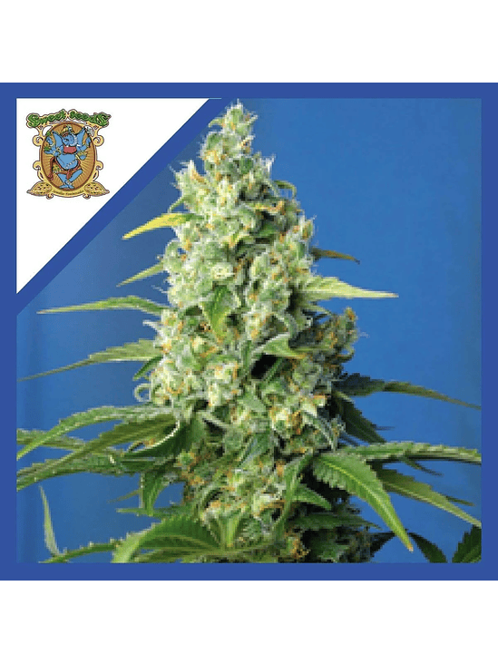 HONEY PECH CBD AUTO® X3+1-SWEET SEEDS 1