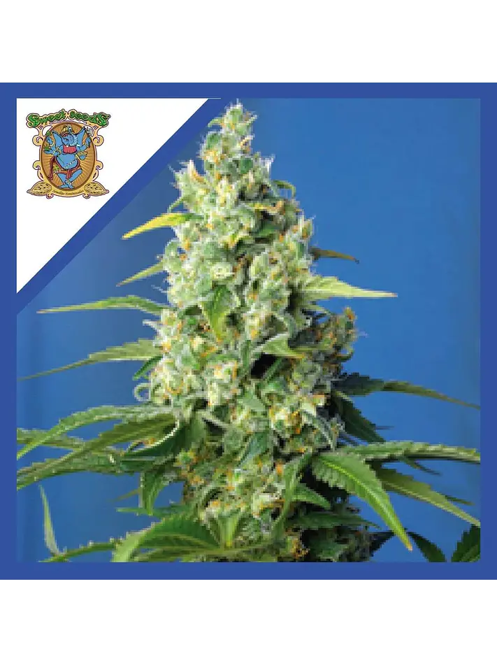 Honey Pech Cbd Auto® X3+1-Sweet Seeds 1