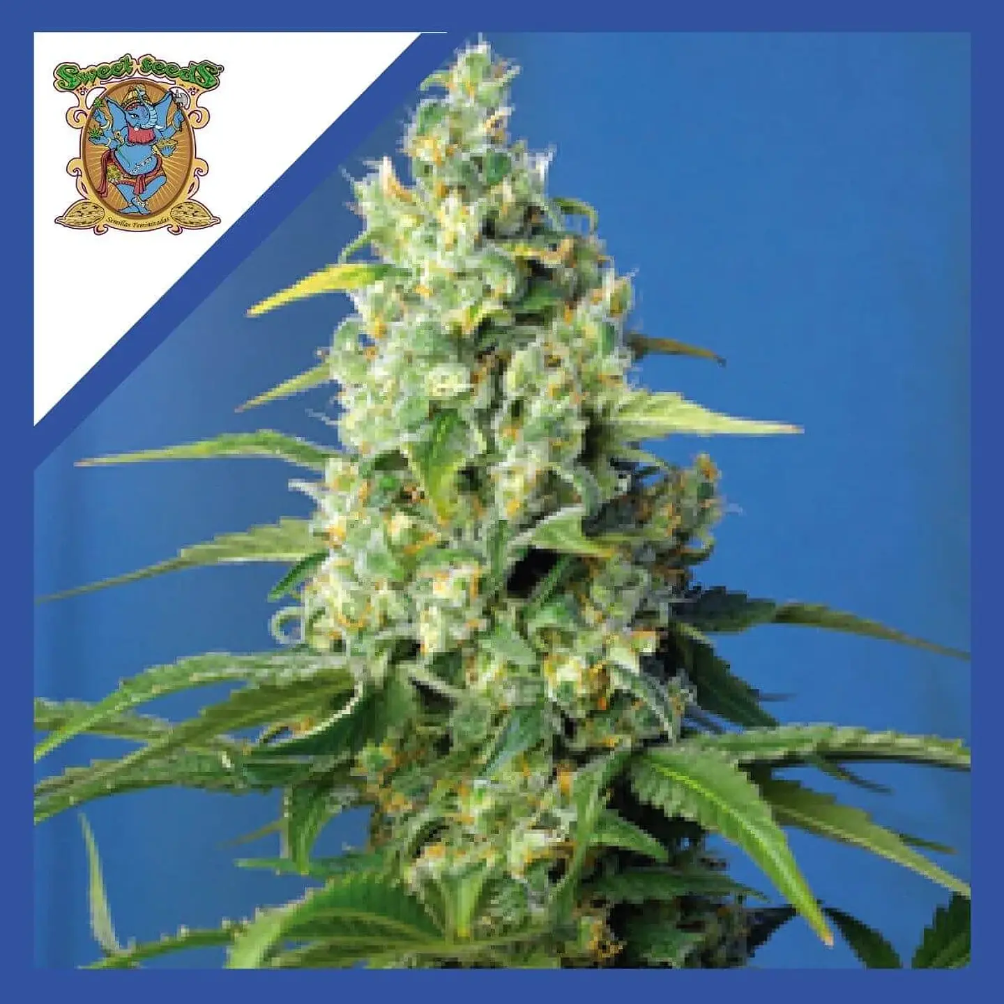 Honey Pech Cbd Auto® X3+1-Sweet Seeds 1