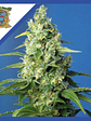 HONEY PECH CBD AUTO® X3+1-SWEET SEEDS - Miniatura 1