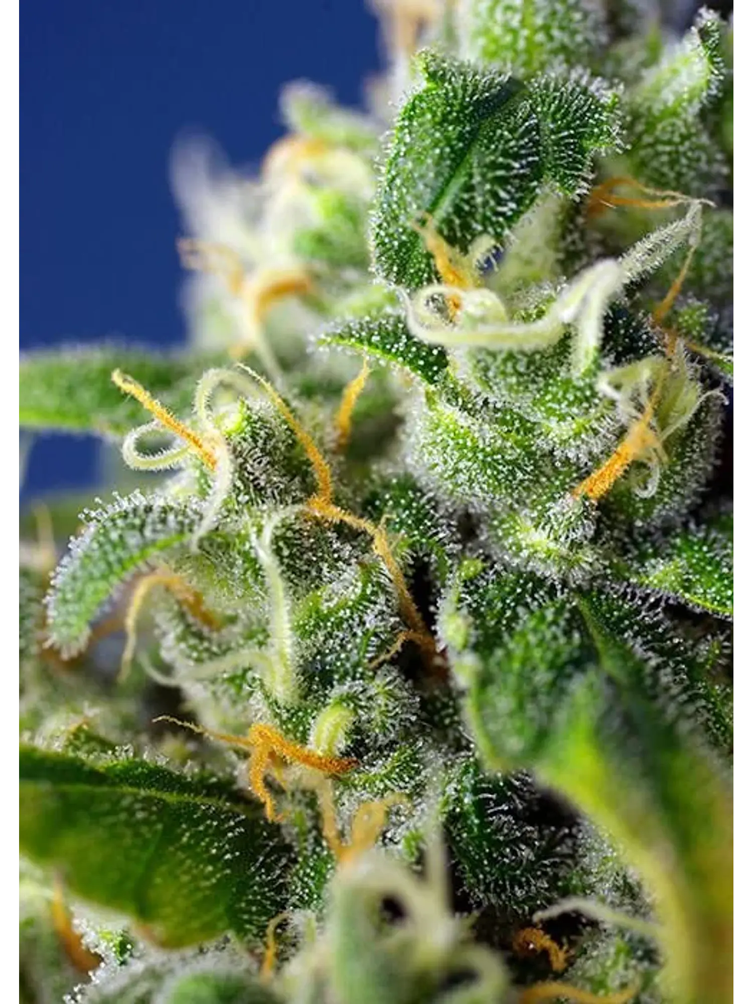 Honey Pech Cbd Auto® X3+1-Sweet Seeds 2