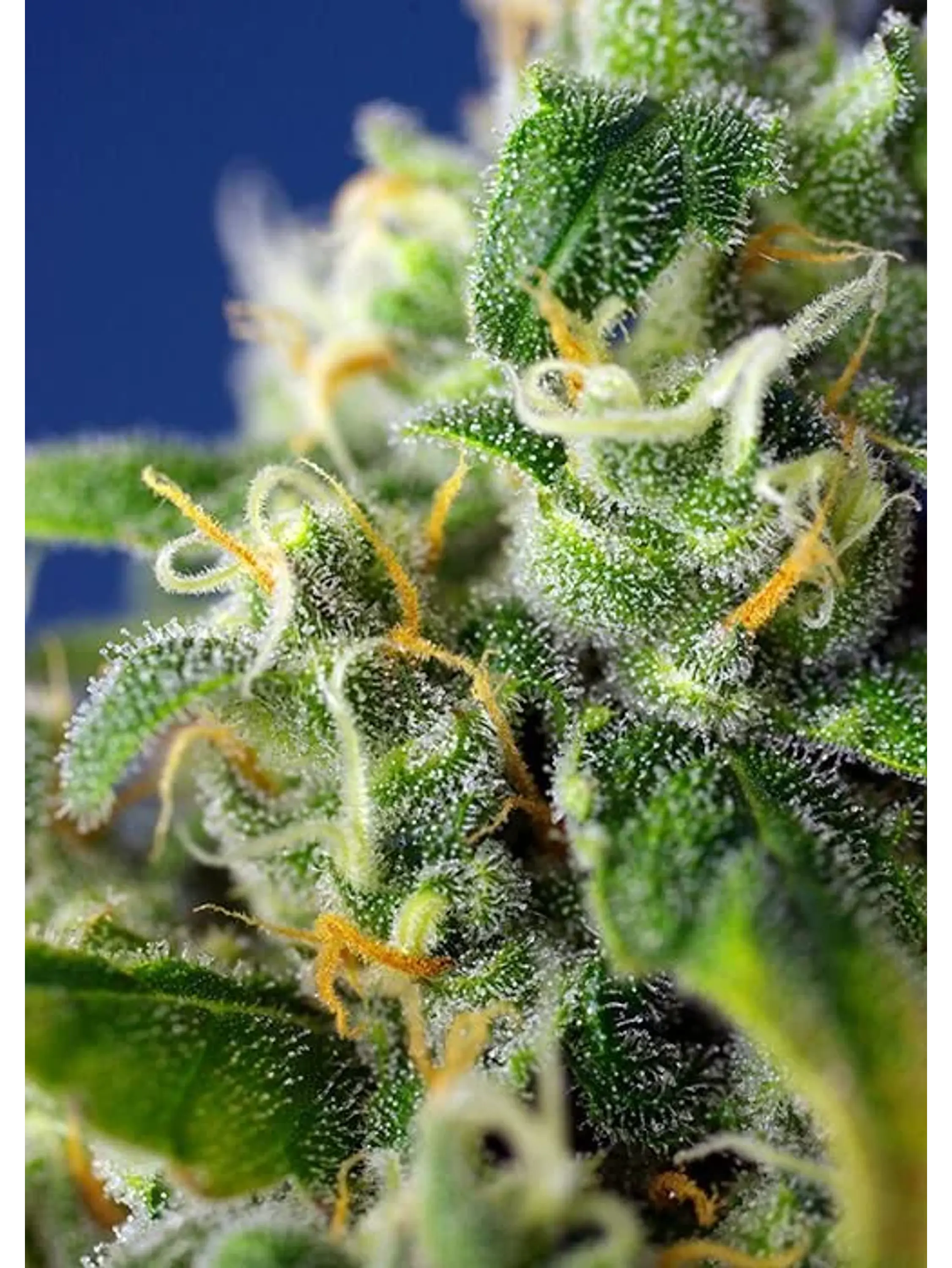 Honey Pech Cbd Auto® X3+1-Sweet Seeds 2